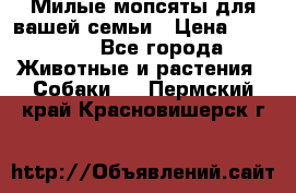 Милые мопсяты для вашей семьи › Цена ­ 20 000 - Все города Животные и растения » Собаки   . Пермский край,Красновишерск г.